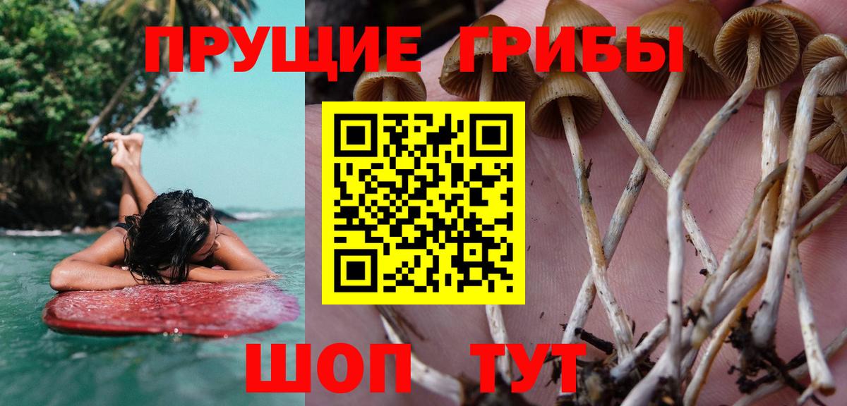 Чебоксары  Галлюциногенные грибы Psilocybine cubensis  Вход с VPN 